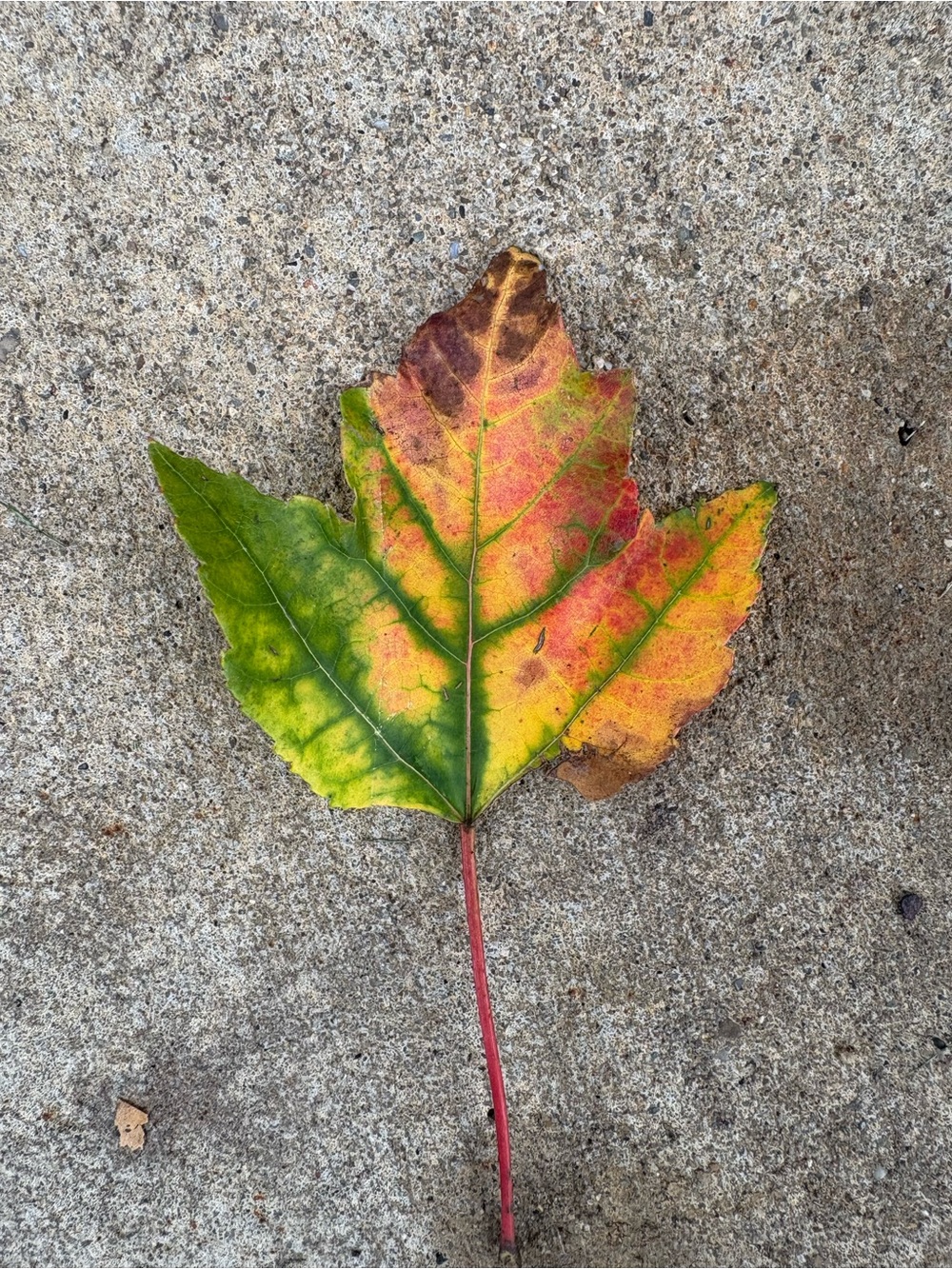 Colorful Maple Leaf - Picture 2 of 2